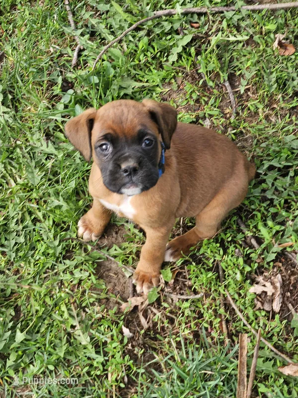 Blue Collar Male – Boxer puppy on hold in Platteville, WI