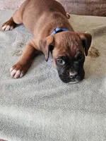 Blue Collar Male, a male Boxer for sale in Platteville, WI – Photo 3 of 5