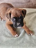 Blue Collar Male, a male Boxer for sale in Platteville, WI – Photo 5 of 5