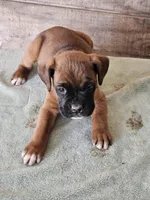 Blue Collar Male, a male Boxer for sale in Platteville, WI – Photo 4 of 5