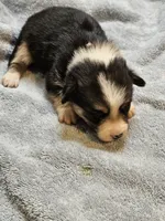 Pink Collar Female, a female Pembroke Welsh Corgi for sale in Platteville, WI – 4 of 6