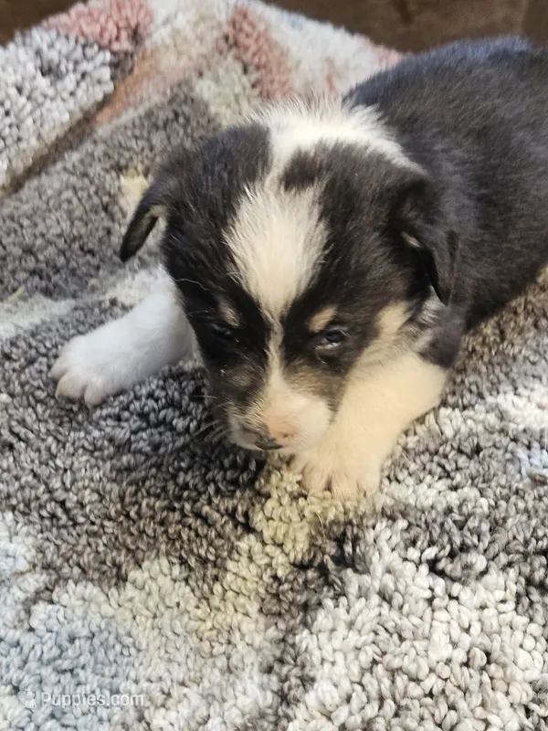 Gray Collar Male – Pembroke Welsh Corgi puppy for sale in Platteville, WI