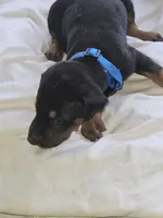 Blue Collar Male, a male Doberman Pinscher for sale in Platteville, WI – 5 of 5