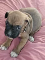 Checkered Collar Female, a female Boxer for sale in Platteville, WI – 2 of 5