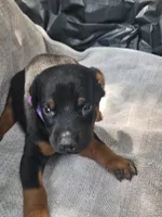Purple Collar Male, a male Doberman Pinscher for sale in Platteville, WI – 4 of 5