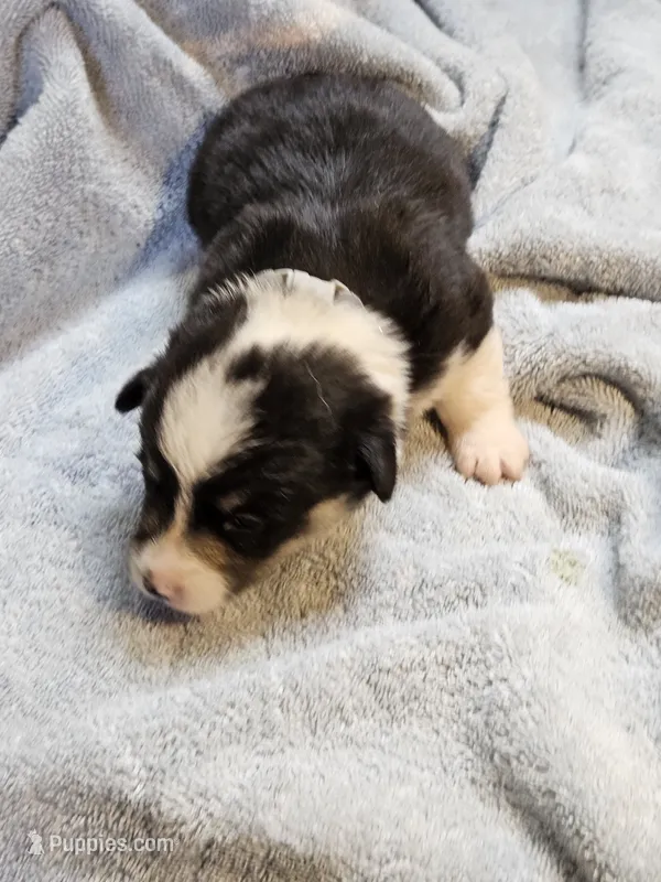 Gray Collar Male – Pembroke Welsh Corgi puppy for sale in Platteville, WI