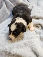 Gray Collar Male, a male Pembroke Welsh Corgi for sale in Platteville, WI – 1 of 6
