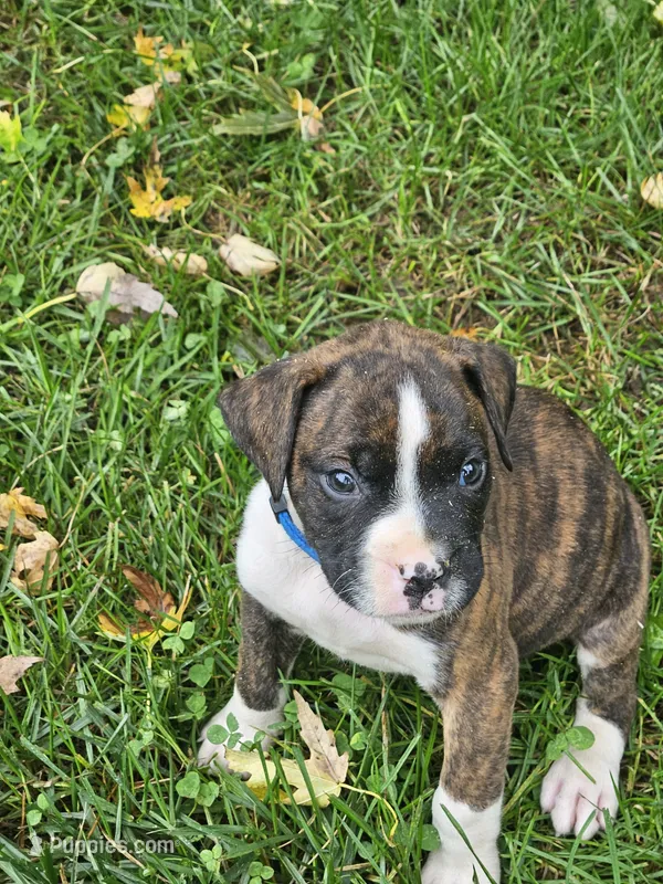 Blue Collar Male – Boxer puppy for sale in Platteville, WI