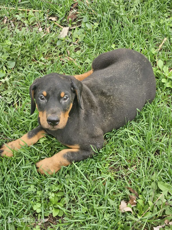 Blue Collar-Male  – Doberman Pinscher puppy for sale in Platteville, WI