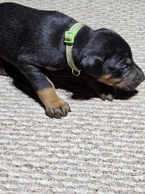 Green Collar-Female Puppy – Doberman Pinscher puppy for sale in Platteville, WI