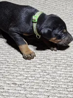 Green Collar-Female Puppy, a female Doberman Pinscher for sale in Platteville, WI – Photo 1 of 5
