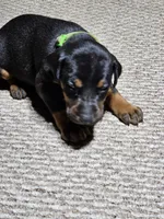 Green Collar-Female Puppy, a female Doberman Pinscher for sale in Platteville, WI – Photo 4 of 5