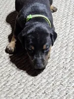 Green Collar-Female Puppy, a female Doberman Pinscher for sale in Platteville, WI – Photo 2 of 5
