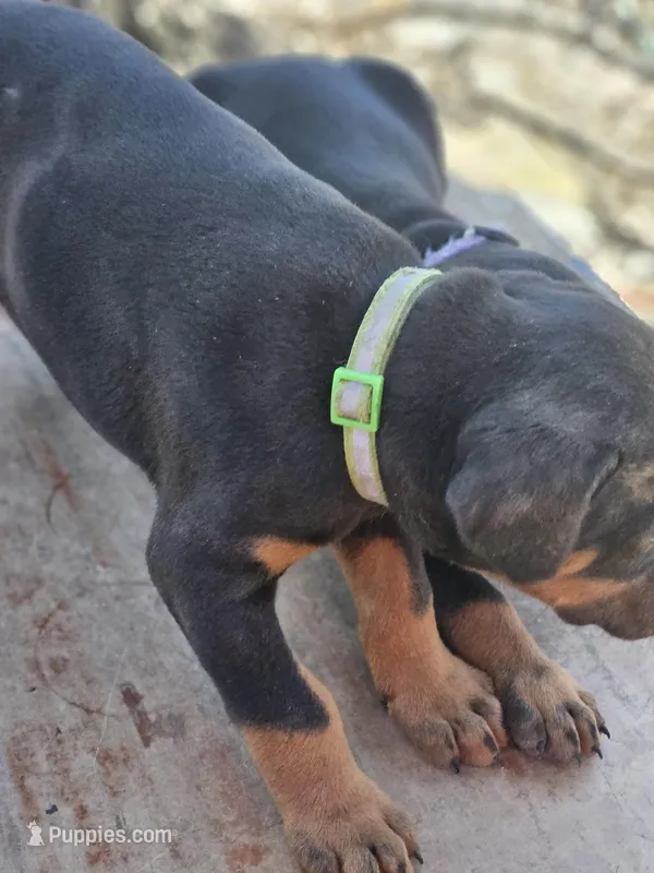 Green Collar-Female Puppy – Doberman Pinscher puppy for sale in Platteville, WI
