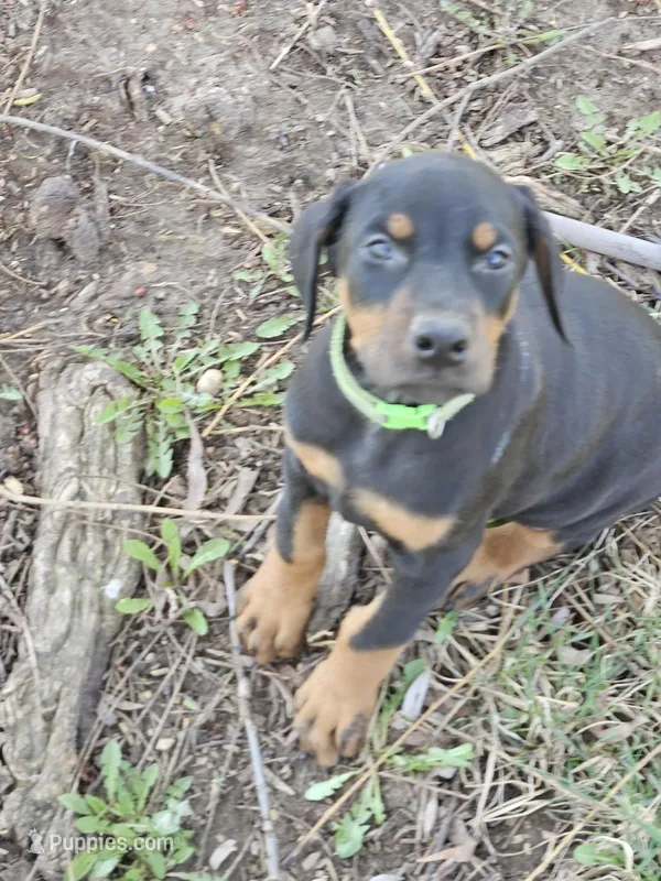 Green Collar-Female Puppy – Doberman Pinscher puppy for sale in Platteville, WI