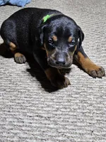 Green Collar-Female Puppy, a female Doberman Pinscher for sale in Platteville, WI – Photo 3 of 5