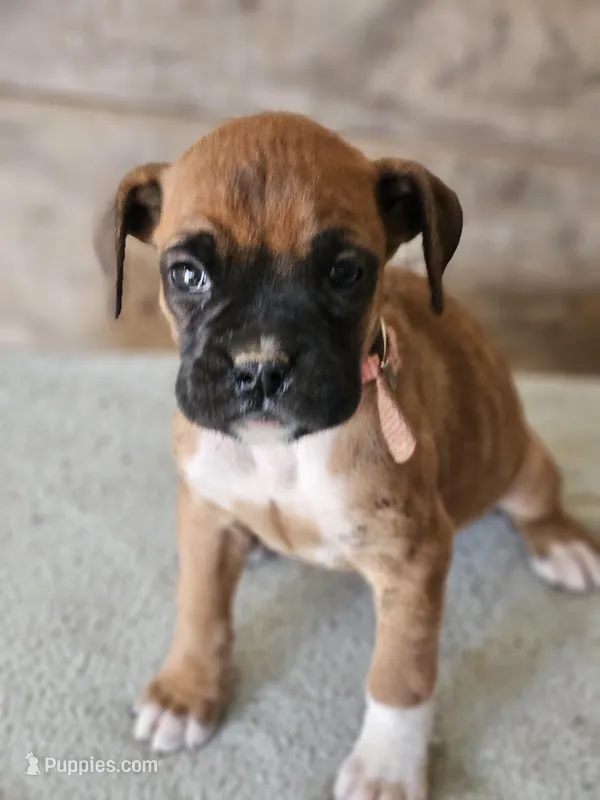 Pink Collar-Female – Boxer puppy for sale in Platteville, WI