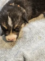 Orange Collar-Male, a male Pembroke Welsh Corgi for sale in Platteville, WI – 4 of 4