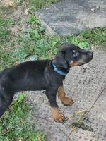 Blue Collar Male, a male Doberman Pinscher for sale in Platteville, WI – 2 of 4