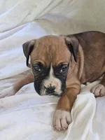 Blue Collar Male, a male Boxer for sale in Platteville, WI – 2 of 3