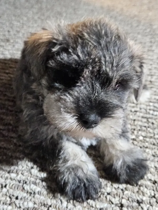 Purple Collar Female  – Miniature Schnauzer puppy for sale in Platteville, WI