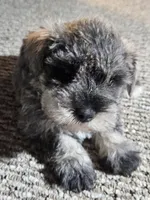 Purple Collar Female , a female Miniature Schnauzer for sale in Platteville, WI – 1 of 4