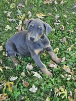 Pink Collar-Female, a female Doberman Pinscher for sale in Platteville, WI – 2 of 4