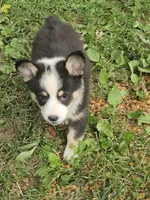 Male , a male Pembroke Welsh Corgi for sale in Platteville, WI – 5 of 5