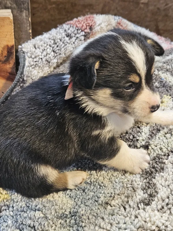 Red Collar Male – Pembroke Welsh Corgi puppy for sale in Platteville, WI