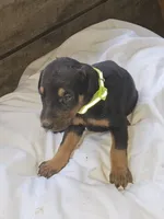 Lime Green Collar Female, a female Doberman Pinscher for sale in Platteville, WI – 5 of 5