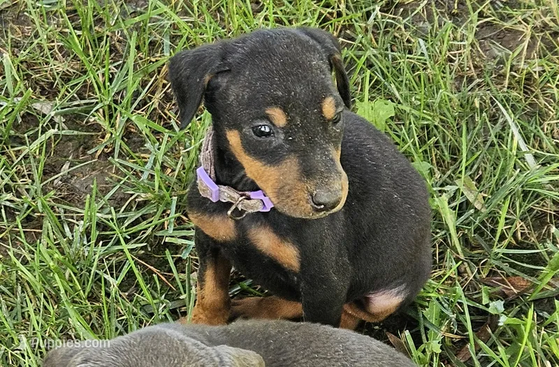 Purple Collar Female – Doberman Pinscher puppy for sale in Platteville, WI