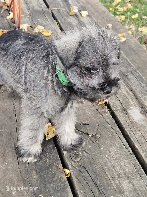 Green Collar Male – Miniature Schnauzer puppy for sale in Platteville, WI