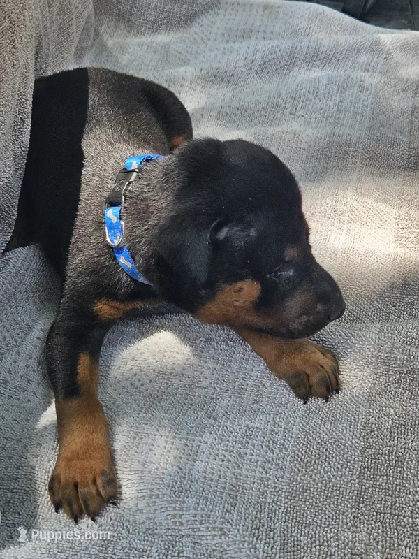 Blue Collar Male – Doberman Pinscher puppy on hold in Platteville, WI