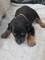 Pink Collar-Female, a female Doberman Pinscher for sale in Platteville, WI – 4 of 5