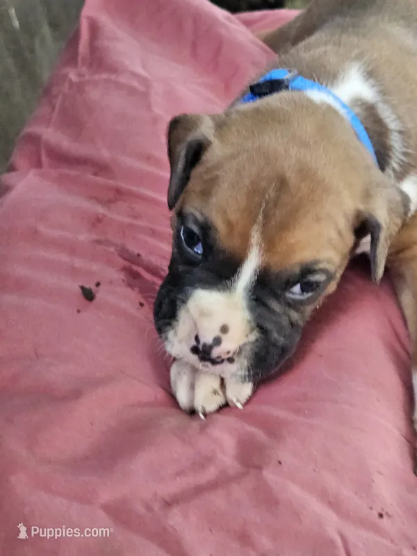Blue Collar Male – Boxer puppy for sale in Platteville, WI
