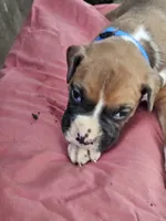 Blue Collar Male, a male Boxer for sale in Platteville, WI – 1 of 5