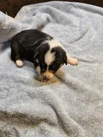 Gray Collar Male, a male Pembroke Welsh Corgi for sale in Platteville, WI – 4 of 6