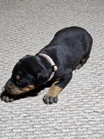 Pink Collar-Female Puppy, a female Doberman Pinscher for sale in Platteville, WI – Photo 3 of 5