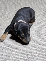 Pink Collar-Female Puppy, a female Doberman Pinscher for sale in Platteville, WI – Photo 4 of 5