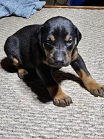 Pink Collar-Female Puppy, a female Doberman Pinscher for sale in Platteville, WI – Photo 2 of 5