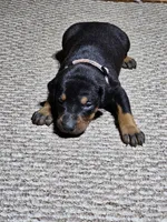 Pink Collar-Female Puppy, a female Doberman Pinscher for sale in Platteville, WI – Photo 5 of 5