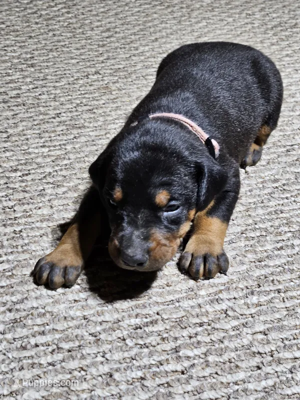 Pink Collar-Female Puppy – Doberman Pinscher puppy for sale in Platteville, WI
