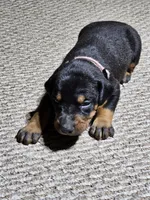 Pink Collar-Female Puppy, a female Doberman Pinscher for sale in Platteville, WI – Photo 1 of 5