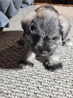 Green Collar Male, a male Miniature Schnauzer for sale in Platteville, WI – 3 of 4