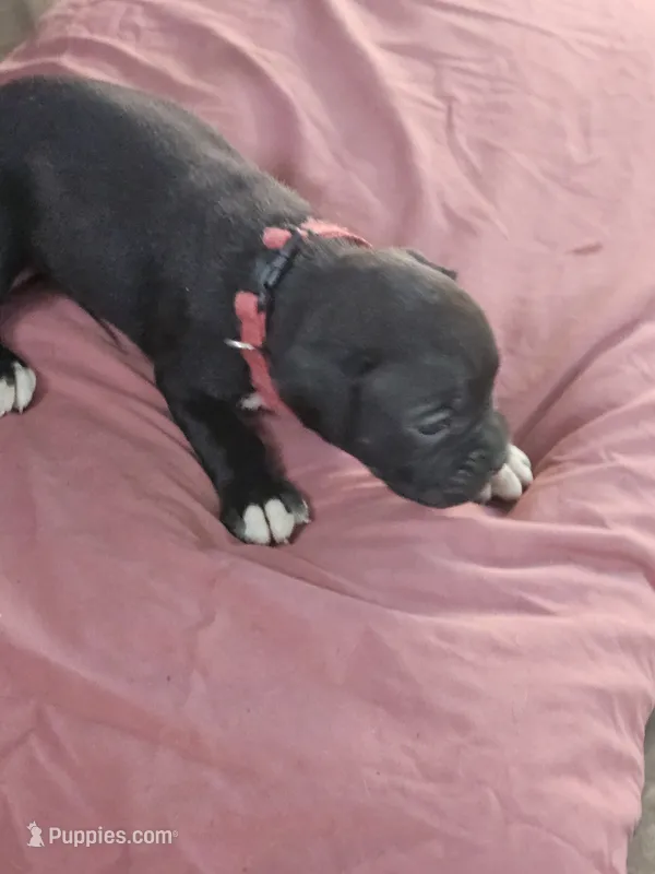 Red Collar Female – Boxer puppy for sale in Platteville, WI