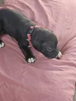 Red Collar Female, a female Boxer for sale in Platteville, WI – 1 of 5