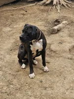 Bodie, a male Boxer for sale in Platteville, WI – 4 of 6