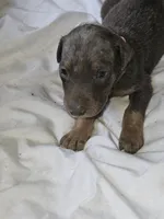 Pink Collar-Female, a female Doberman Pinscher for sale in Platteville, WI – 5 of 5