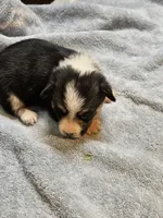 Pink Collar Female, a female Pembroke Welsh Corgi for sale in Platteville, WI – 3 of 6