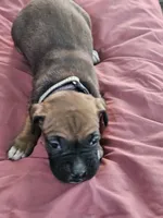 Checkered Collar Female, a female Boxer for sale in Platteville, WI – 4 of 5